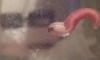 post-3271-0-94072700-1361001102_thumb.jpg