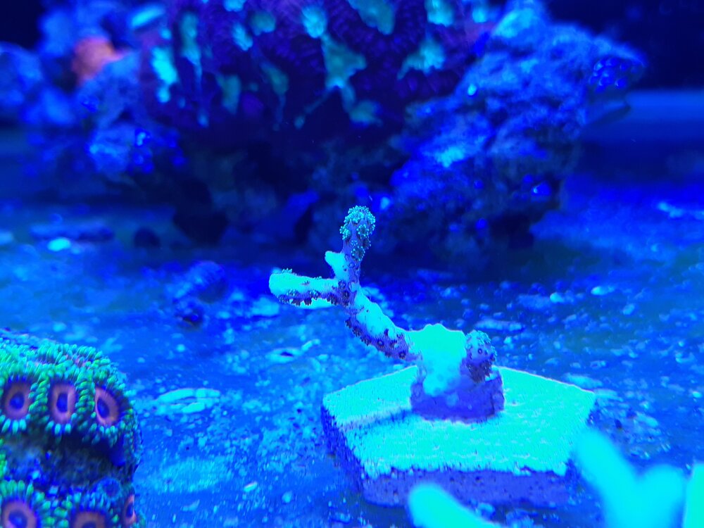 seriatopora caliendum.jpg