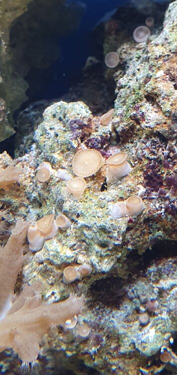 20201201_115806.thumb.jpg.329cb1655f9ed7183a351ce9ece4f631.jpg