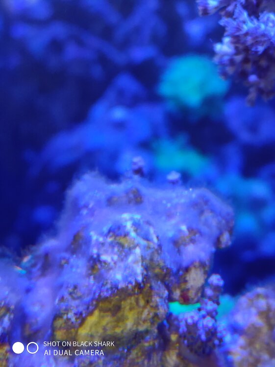 IMG_20201228_204907.jpg