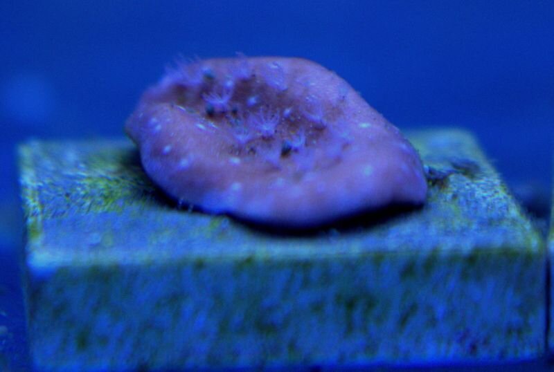 IMG_0340.jpg.f2bce0621f726dfdbab500c9d3c163a0.jpg
