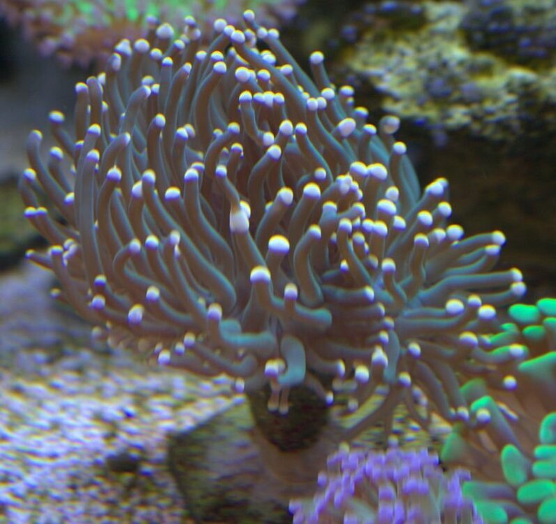IMG_1133.thumb.jpg.ff778f248c59e8eedeb16b87825666ec.jpg
