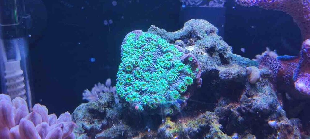 Echinophora Jason Fox Fire.jpg