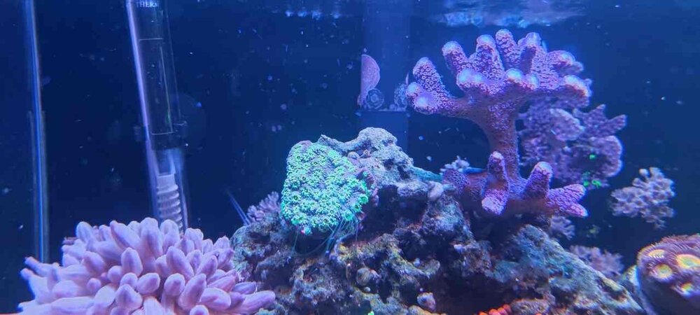 Skała z Echinophorą.jpg