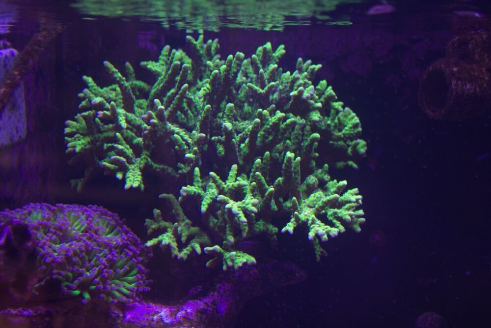 IMG_8858.thumb.jpg.9d8bc9eca031975cc4e6019d4c1ca9b7.jpg