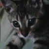 licek