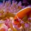 Pink Skunk Clownfish